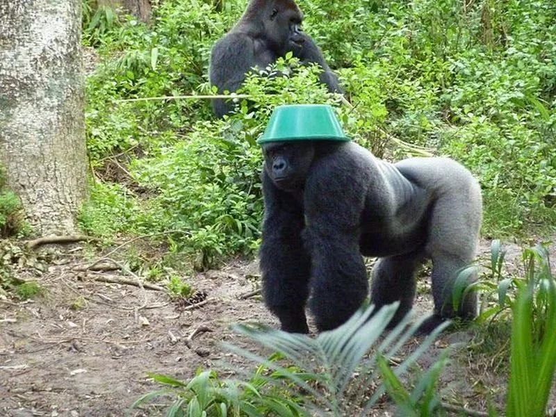 Какашки обезьян. Лоро парк горила Джордж. Горилла смешная. Горилла с тазиком на голове.