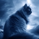 Black-Tiger