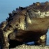 Krokodil_Zeljonyjj
