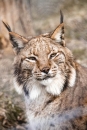 Wise_lynx
