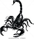scorpion_13