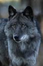 Sturmwolf