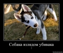 Daniil_Ars